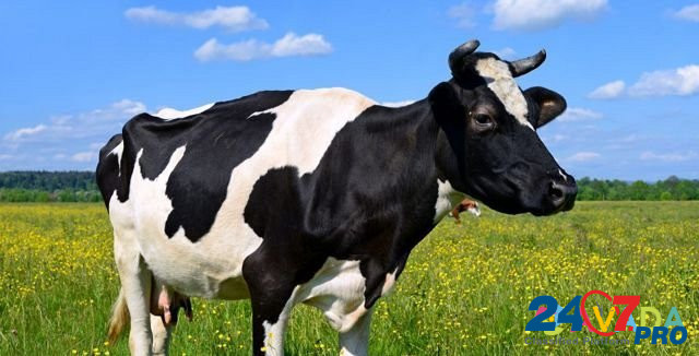 Стельная корова Опочка - изображение 1