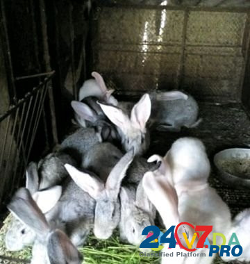 Продаю кроликов Timashevsk - photo 5