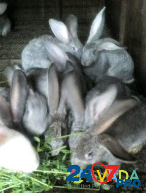 Продаю кроликов Тимашевск - изображение 2