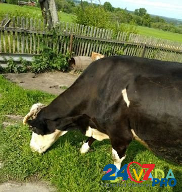 Корова Novosil' - photo 1