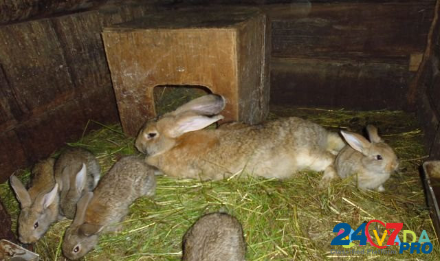 Кроликов фландер Майна - изображение 5