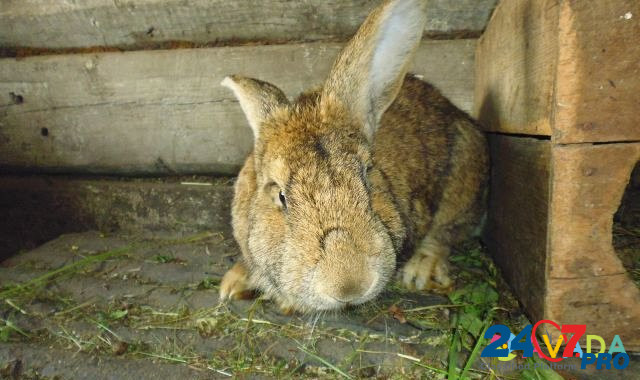 Кроликов фландер Майна - изображение 2
