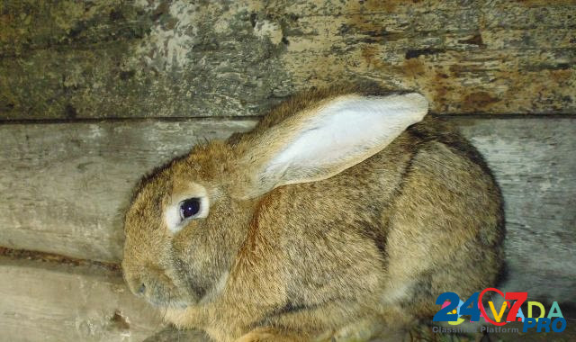 Кроликов фландер Майна - изображение 4