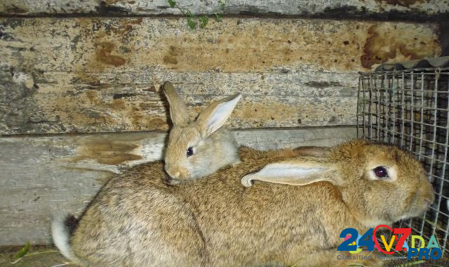 Кроликов фландер Майна - изображение 3