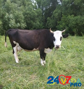 Продам корову Satinka - photo 2