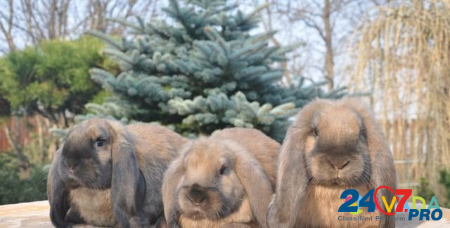 Кролики Novorossiysk - photo 1