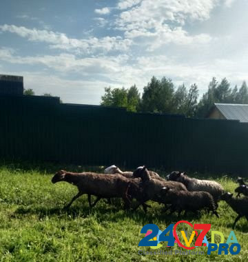 Овцы Pereslavl'-Zalesskiy - photo 1