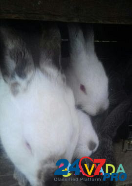 Кролики Kagal'nik - photo 8