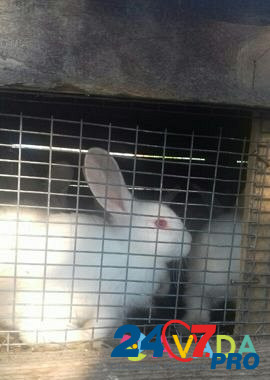 Кролики Kagal'nik - photo 4