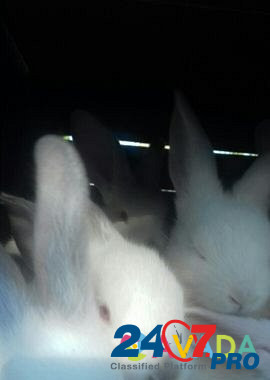 Кролики Kagal'nik - photo 6