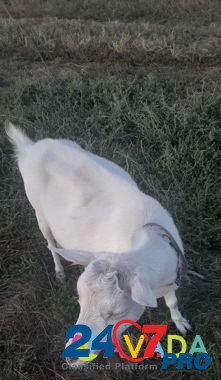 Коза заинской пароды,комолая,крупная Oktyabr'skiy - photo 1