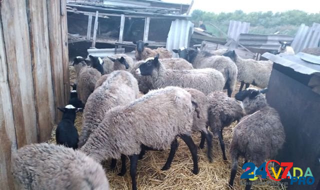 Овцы Sterlitamak - photo 1