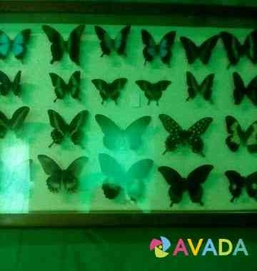 Бабочки Анапа