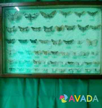 Бабочки Anapa