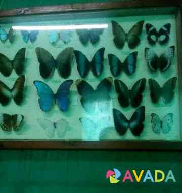 Бабочки Anapa
