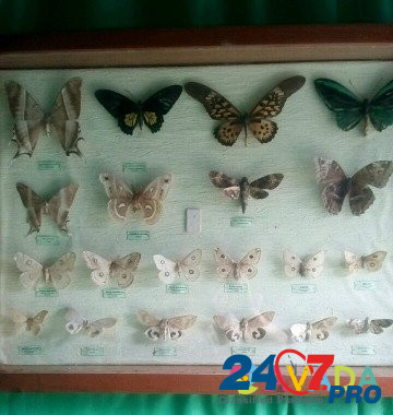 Бабочки Anapa - photo 7