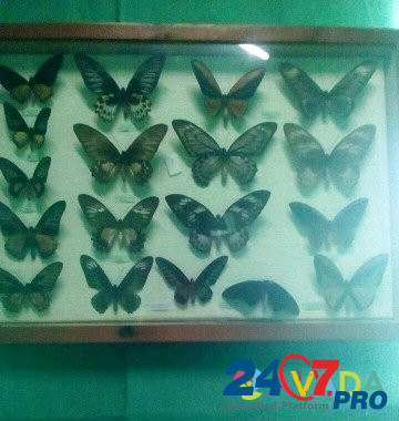 Бабочки Anapa - photo 4