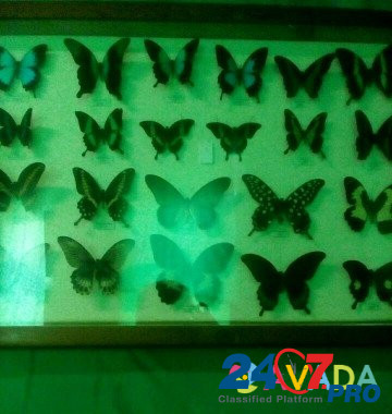 Бабочки Anapa - photo 6