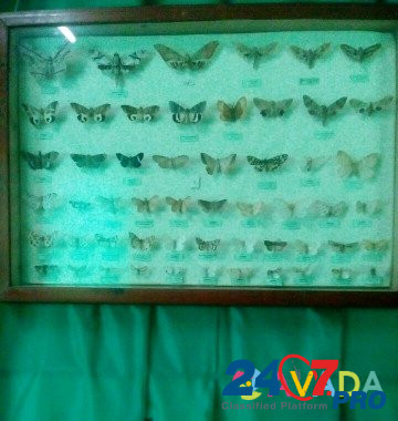 Бабочки Anapa - photo 3