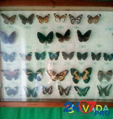 Бабочки Anapa - photo 8