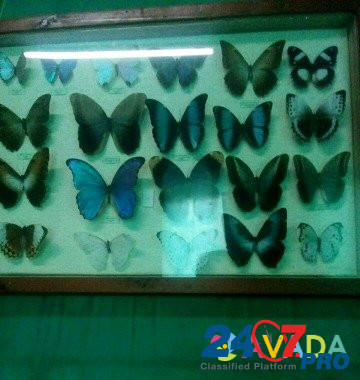 Бабочки Anapa - photo 5
