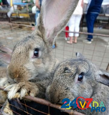 Кролики Георгиевск - изображение 8