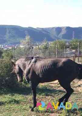 Лошадь Усть-Джегута