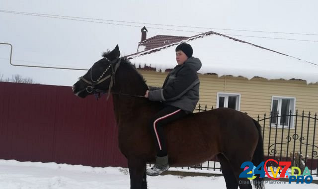 Лошадь орловской рысистой породы Khokhol - photo 3