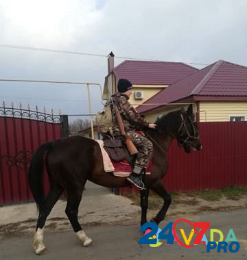 Лошадь орловской рысистой породы Khokhol - photo 1