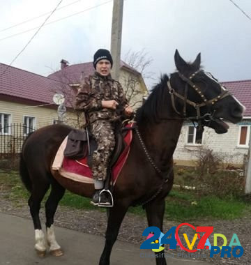 Лошадь орловской рысистой породы Khokhol - photo 2