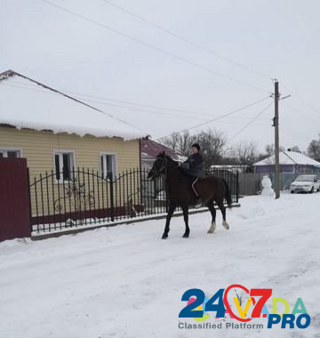 Лошадь орловской рысистой породы Khokhol - photo 4