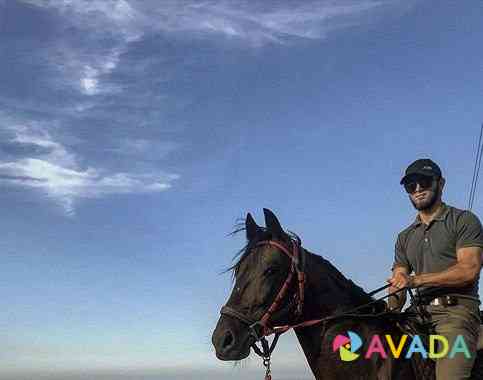 Horsesdag (лошади Дагестана ) Makhachkala