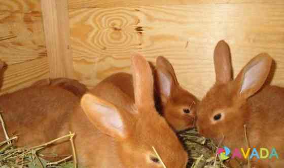 Кролики новозеландский красный Klintsy