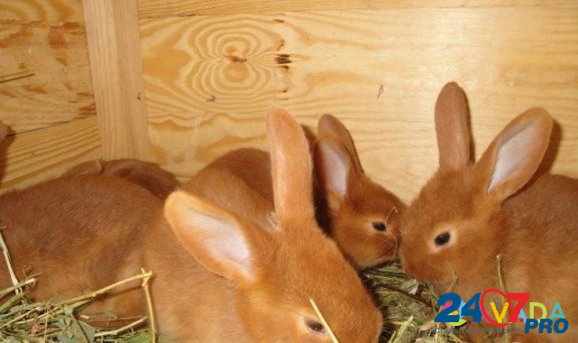 Кролики новозеландский красный Klintsy - photo 1