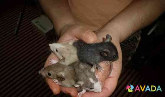 Крысы домашние Серов