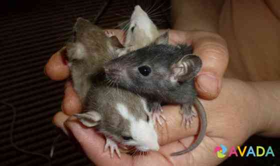 Крысы домашние Серов