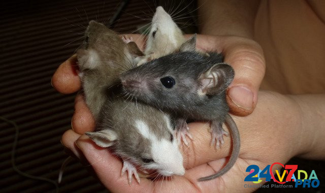 Крысы домашние Серов - изображение 2