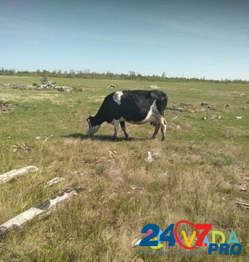 Корова Nazyvayevsk - photo 1