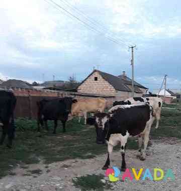 Коровы продаються,цена договарная Krasnyy Kurgan
