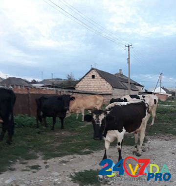 Коровы продаються,цена договарная Krasnyy Kurgan - photo 1
