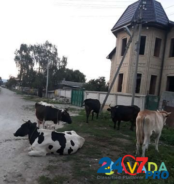 Коровы продаються,цена договарная Krasnyy Kurgan - photo 4