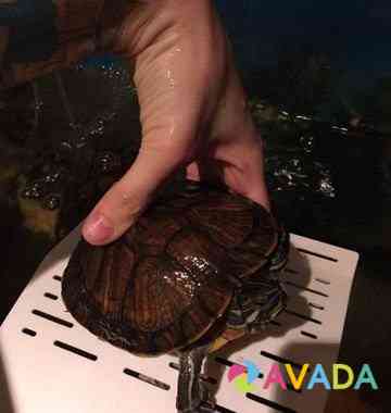 Красноухие черепахи Samara