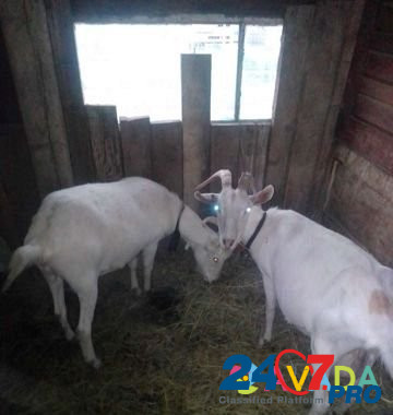 Продаю коз,тёлочку Novopokrovskaya - photo 3