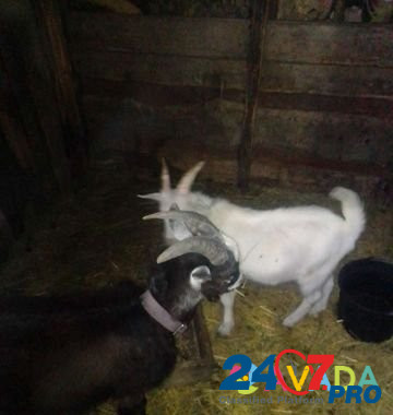 Продаю коз,тёлочку Novopokrovskaya - photo 1