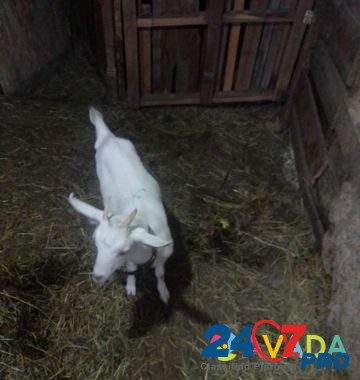 Продаю коз,тёлочку Novopokrovskaya - photo 4