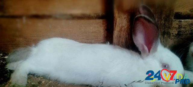Кролик Srednyaya Akhtuba - photo 1