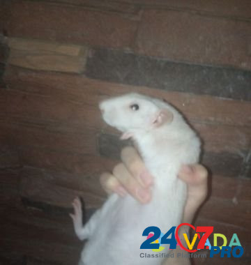 Крыса крысята декаративные Sergiyev Posad - photo 3
