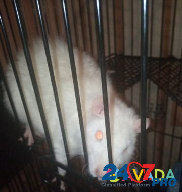 Крыса крысята декаративные Sergiyev Posad - photo 1