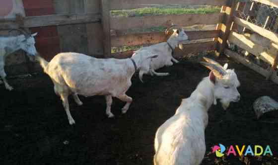Козёл овцы бараны от 3000 до 20000 есть и бараны н Chelyabinsk