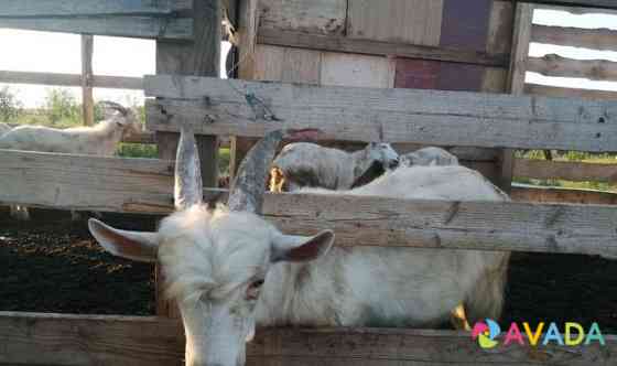 Козёл овцы бараны от 3000 до 20000 есть и бараны н Chelyabinsk